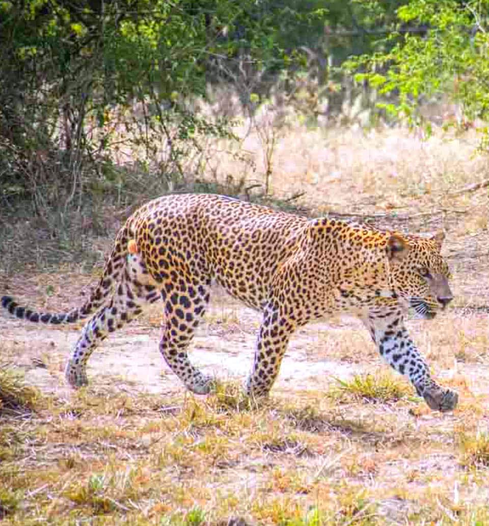 Nature Wildlife Tour - Sri Lanka Travel Triangle