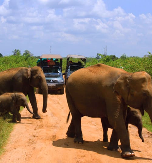 Udawalawe f - Sri Lanka Travel Triangle